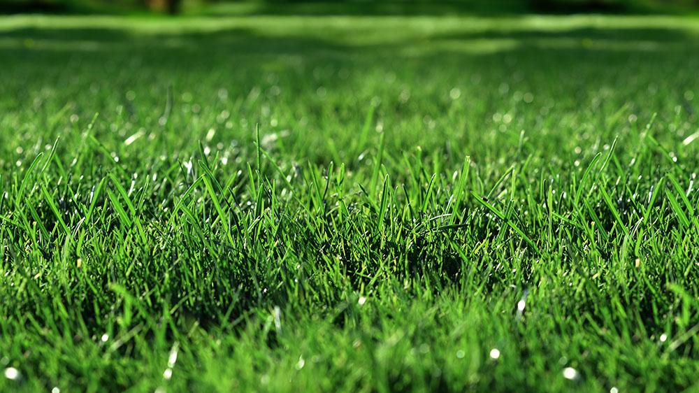 Perfection West Turfgrass Mix